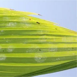 thumbnail for publication: Rugose Spiraling Whitefly Aleurodicus rugioperculatus Martin (Hemiptera: Aleyrodidae)